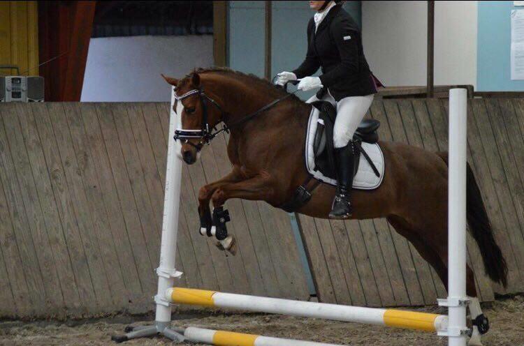 DSP Hindhøjs masja billede 24