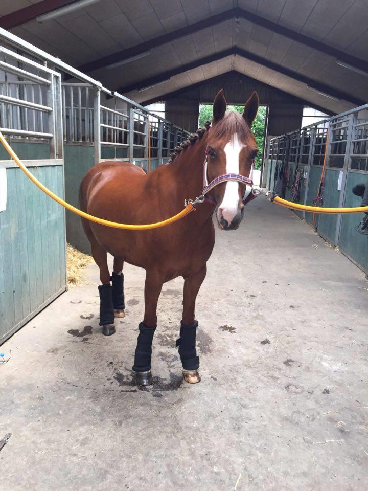 DSP Hindhøjs masja billede 26