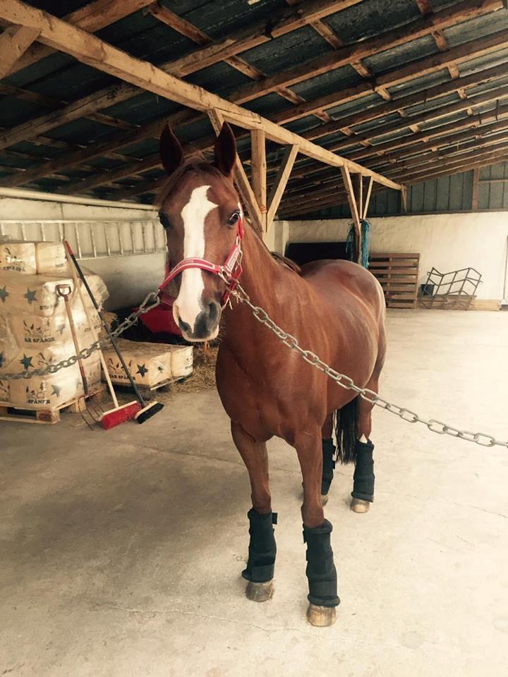 DSP Hindhøjs masja billede 28