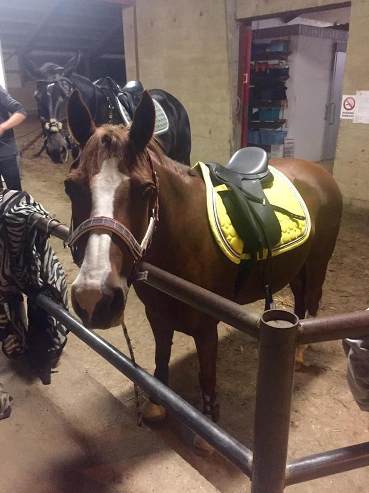 DSP Hindhøjs masja billede 32