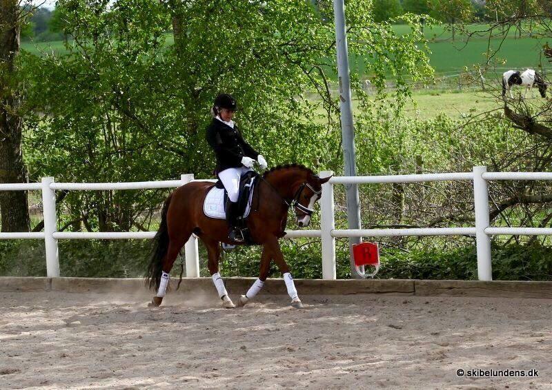 DSP Hindhøjs masja billede 14