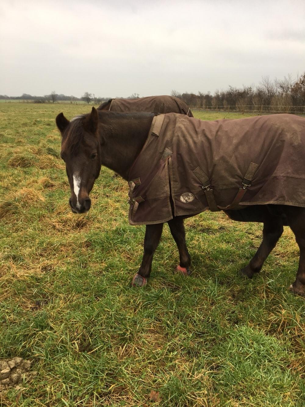 New Forest Bella - "Hallo! jeg spiser faktisk" billede 20