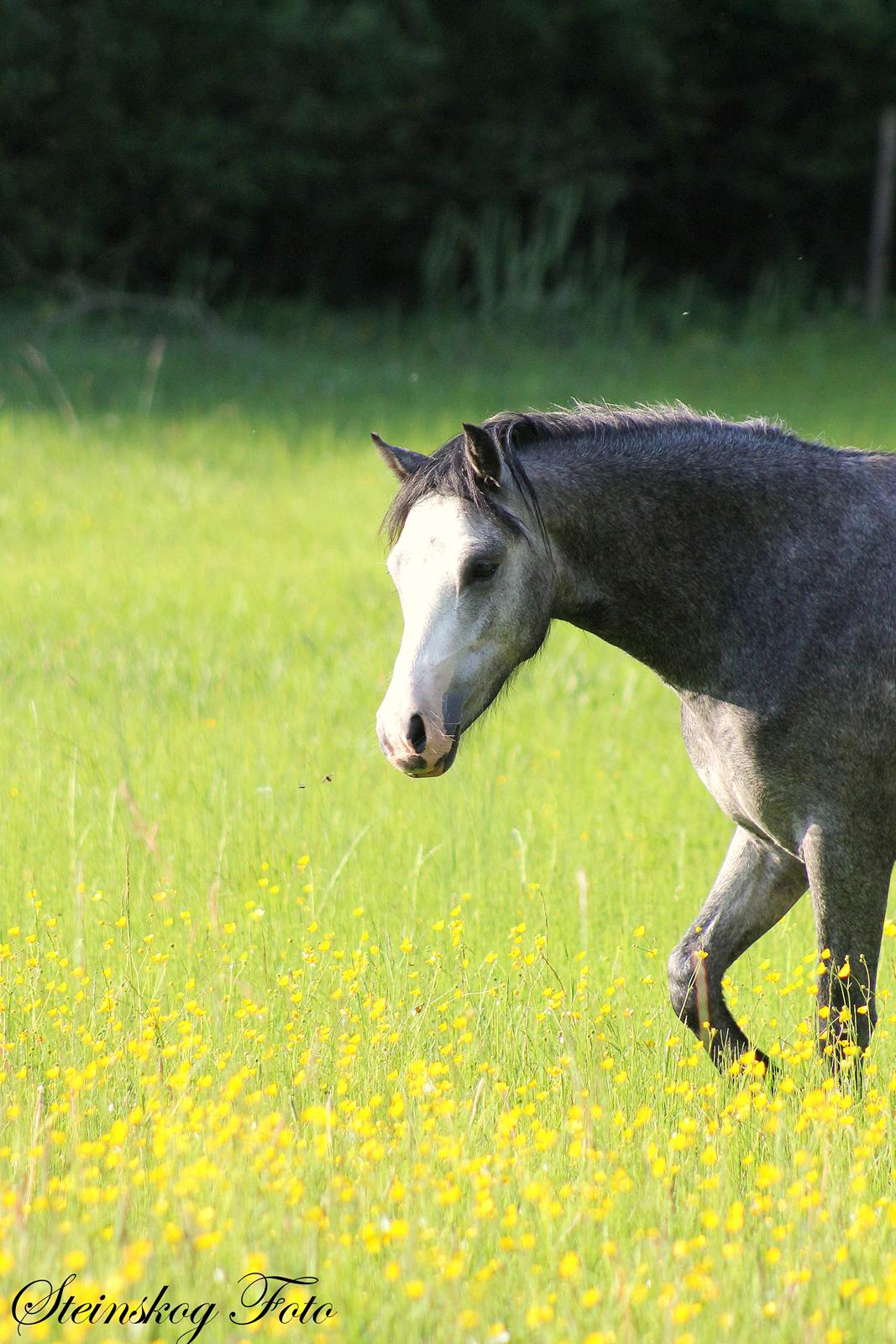 Welsh Mountain (sec A) Fakla Annabell billede 4