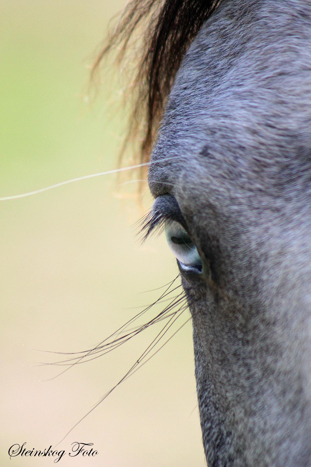 Welsh Mountain (sec A) Fakla Annabell billede 1