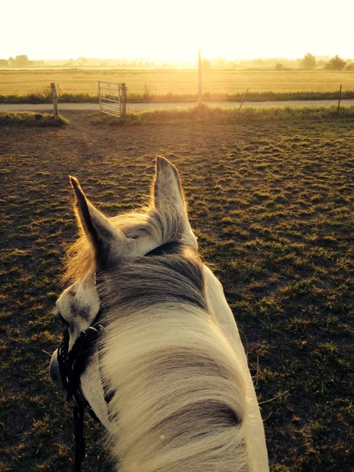 Anden særlig race Ellegårdens Bjarne a.k.a Casmir billede 1