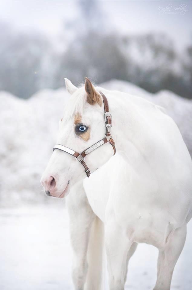 Paint CW Snow Qween billede 1