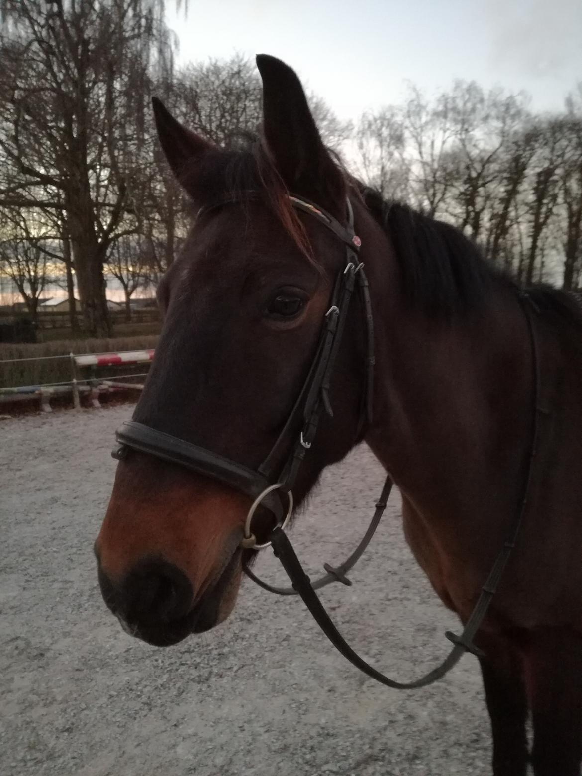 Anden særlig race Berlioz billede 5