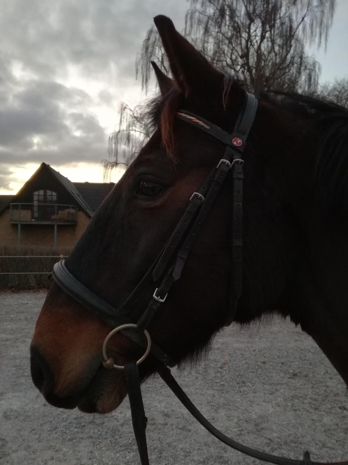 Anden særlig race Berlioz billede 6