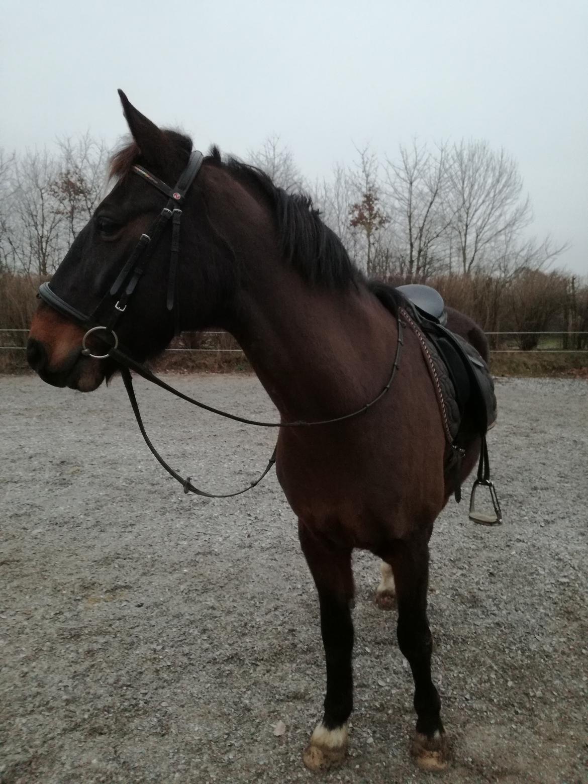 Anden særlig race Berlioz billede 10