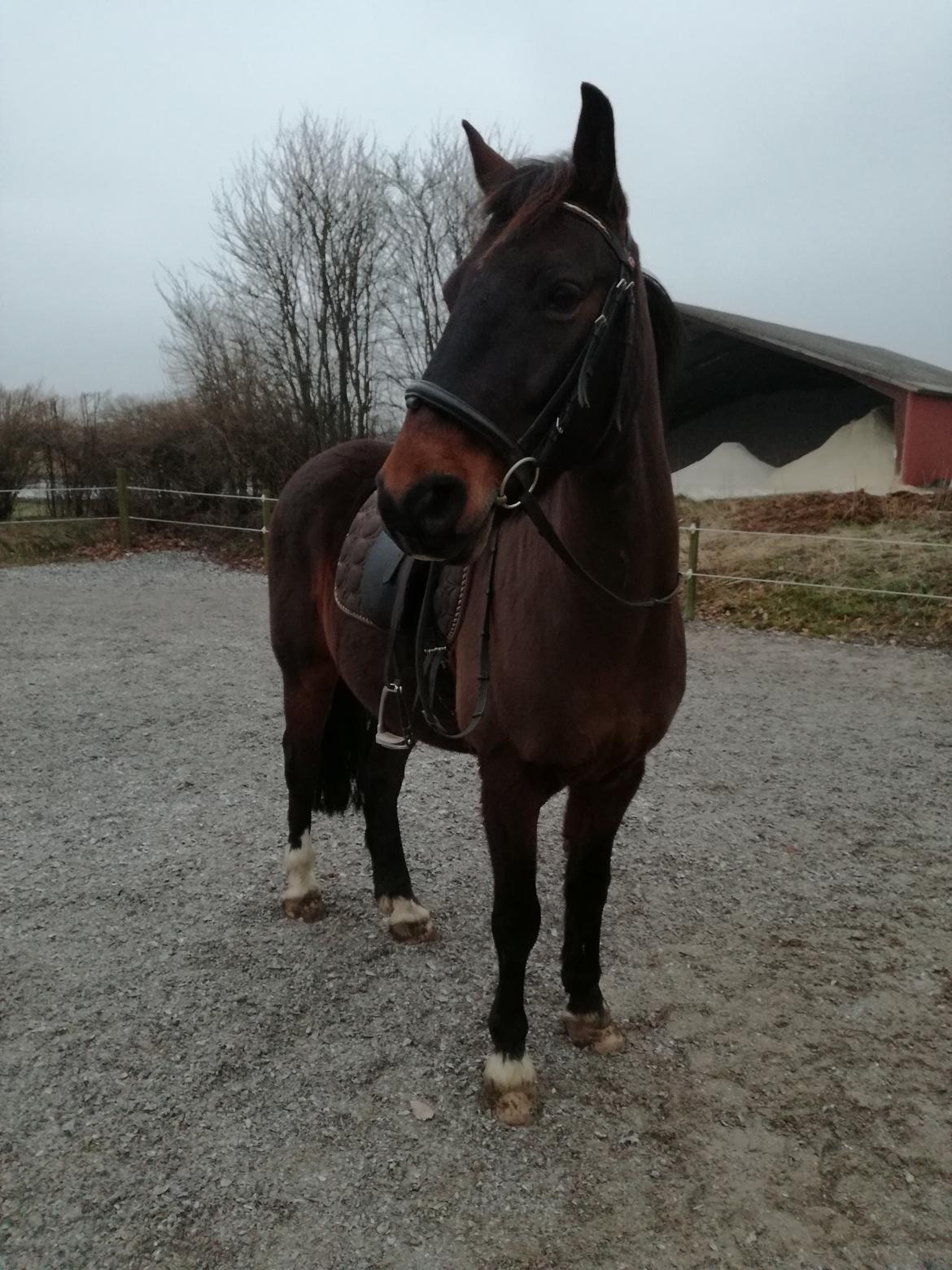 Anden særlig race Berlioz billede 12