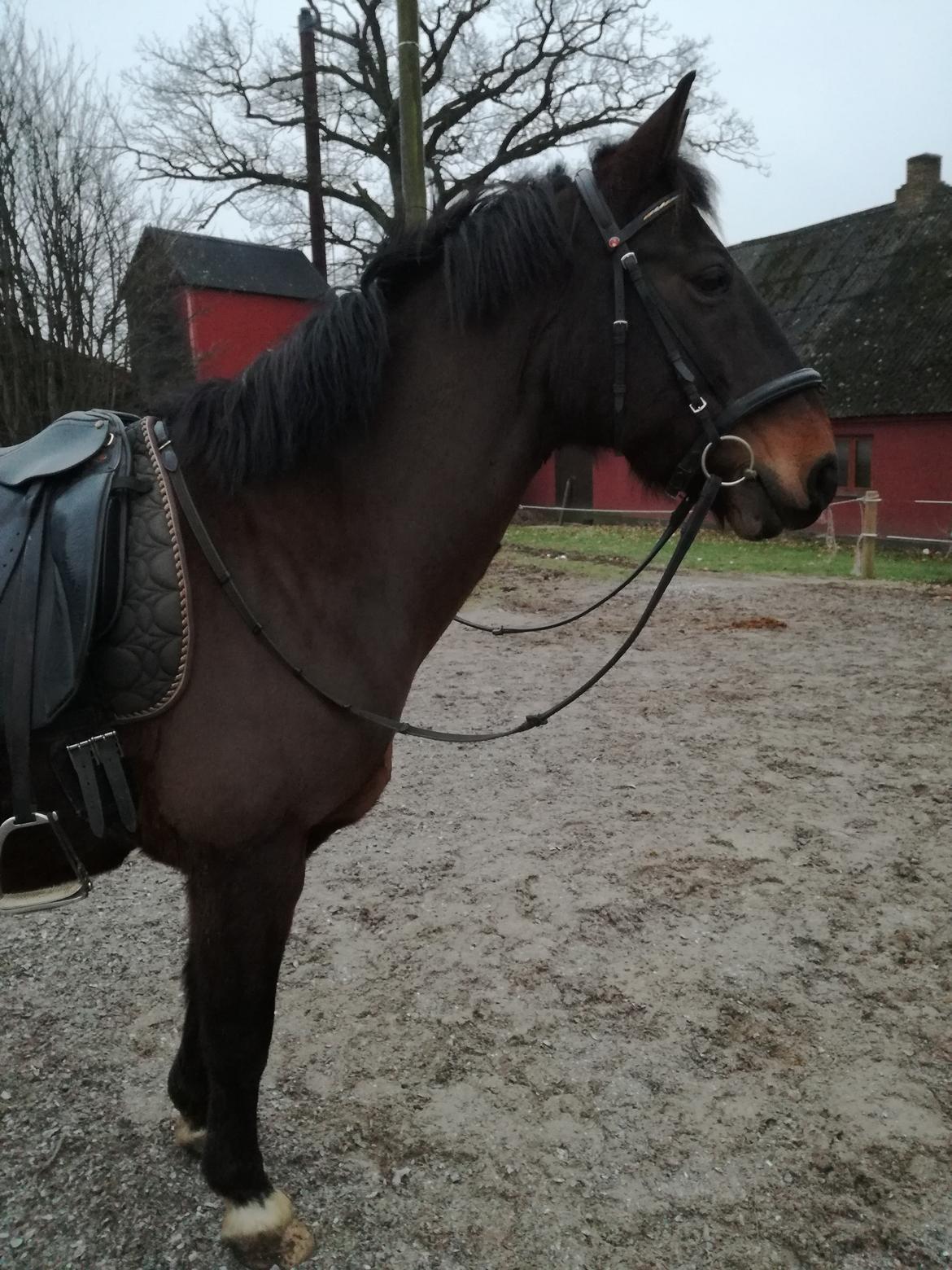 Anden særlig race Berlioz billede 15