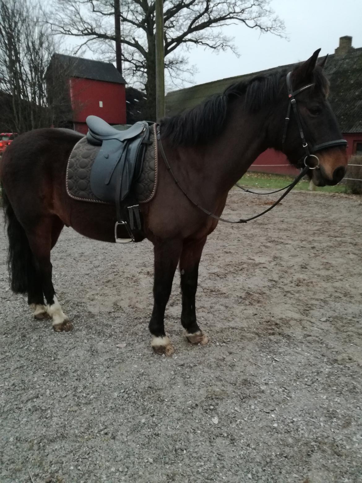 Anden særlig race Berlioz billede 16