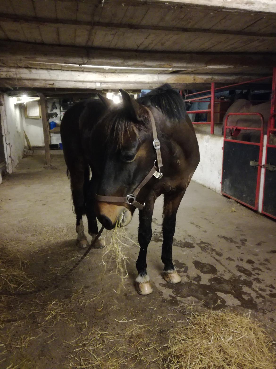 Anden særlig race Berlioz billede 18