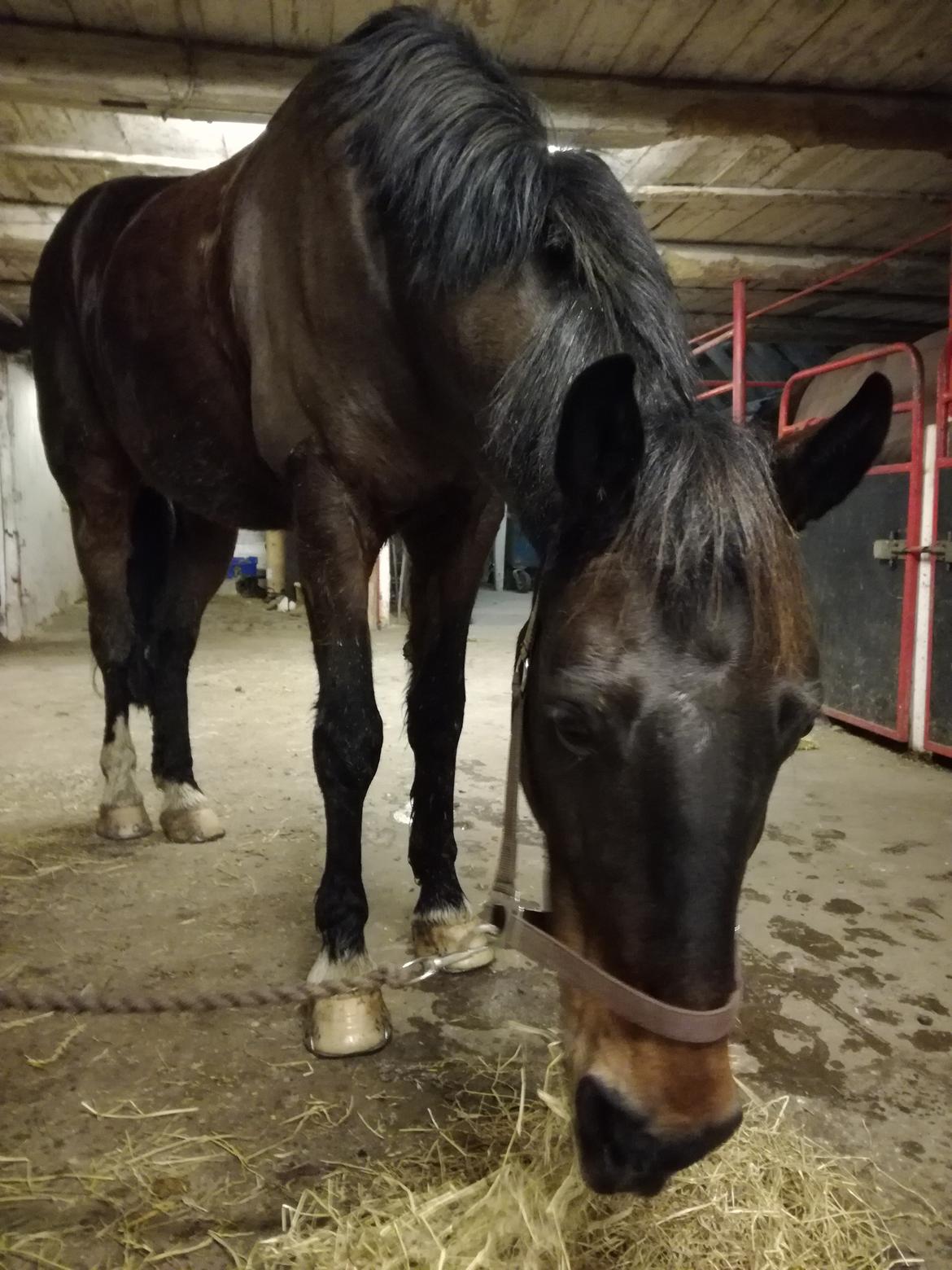 Anden særlig race Berlioz billede 17