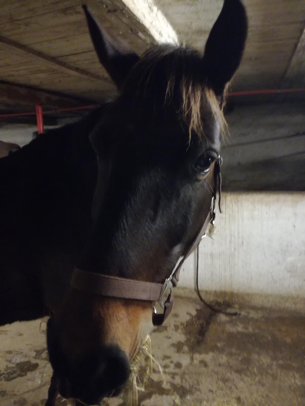 Anden særlig race Berlioz billede 8