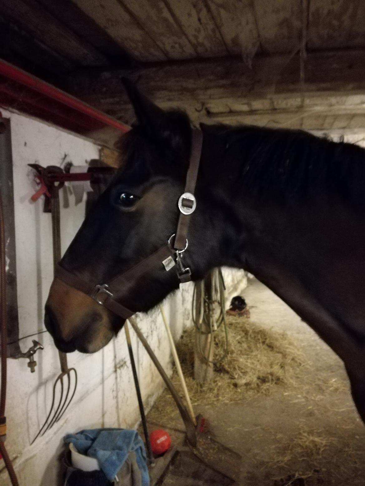 Anden særlig race Berlioz billede 14