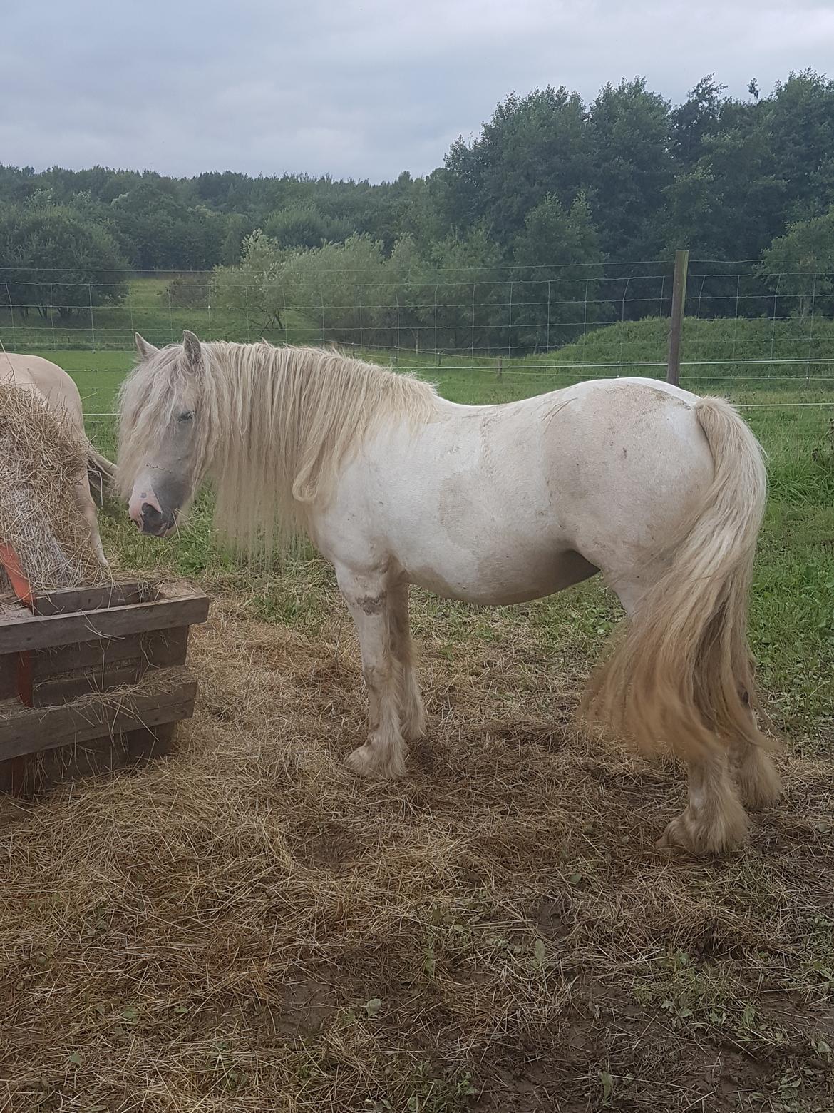 Irish Cob ITS Evening Star  billede 11