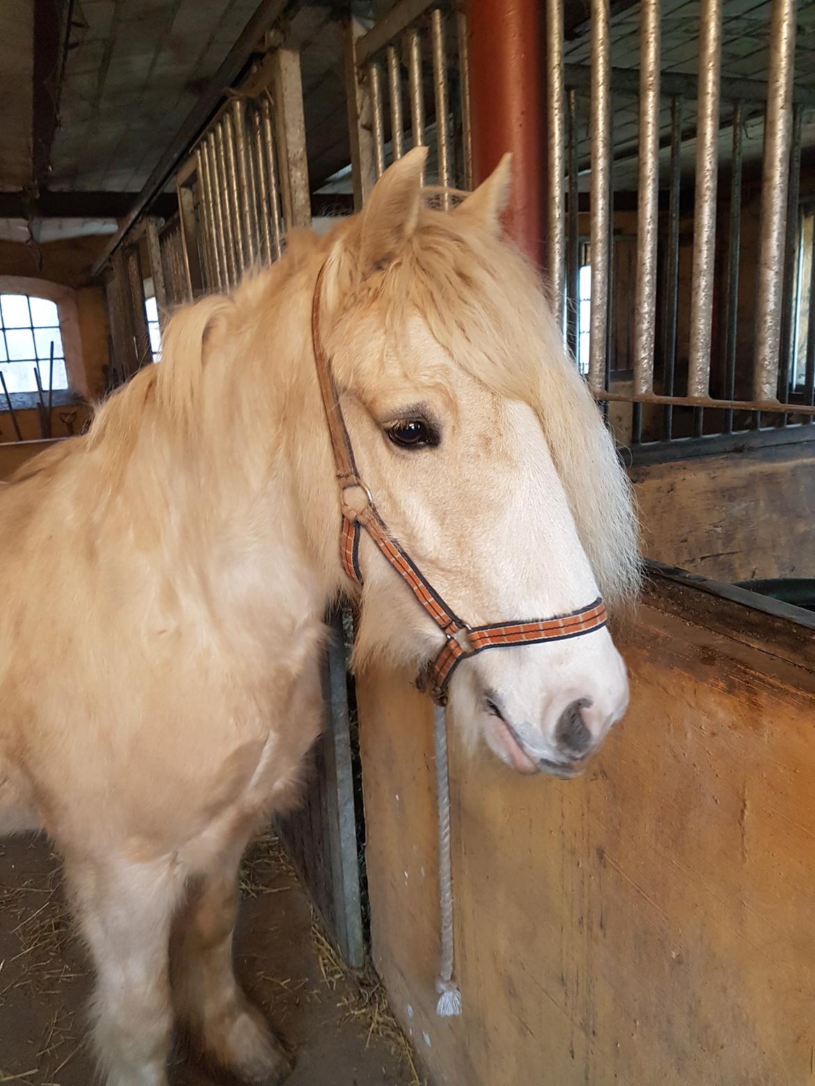 Irish Cob ITS Evening Star  billede 12