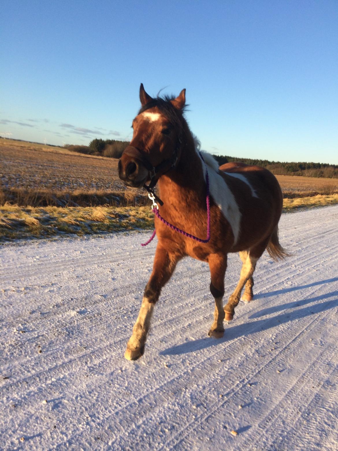 Anden særlig race Joey - På gåtur januar 2017, 2 år og 9 mdr her :)) billede 17