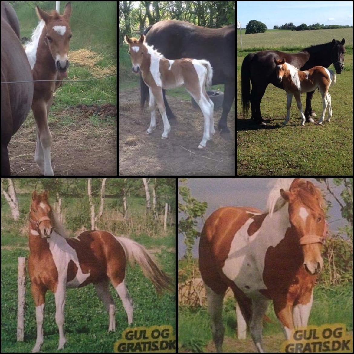 Anden særlig race Joey - Joey som lille, samt begge hans forældre. Faren nederst og moren øverst :))  billede 20