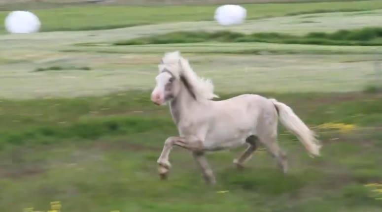 Islænder Glaður frá Skúmsstöðum - 2 år gammel billede 11