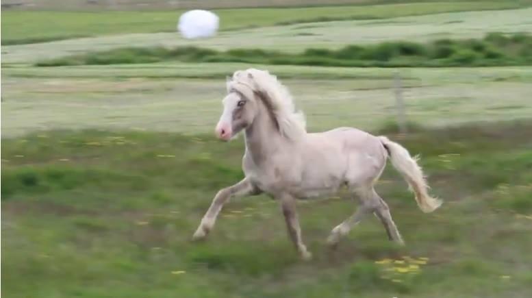 Islænder Glaður frá Skúmsstöðum billede 12