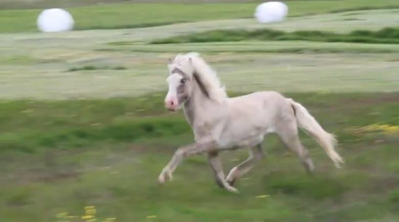 Islænder Glaður frá Skúmsstöðum billede 13