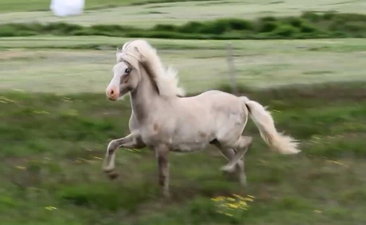 Islænder Glaður frá Skúmsstöðum billede 14