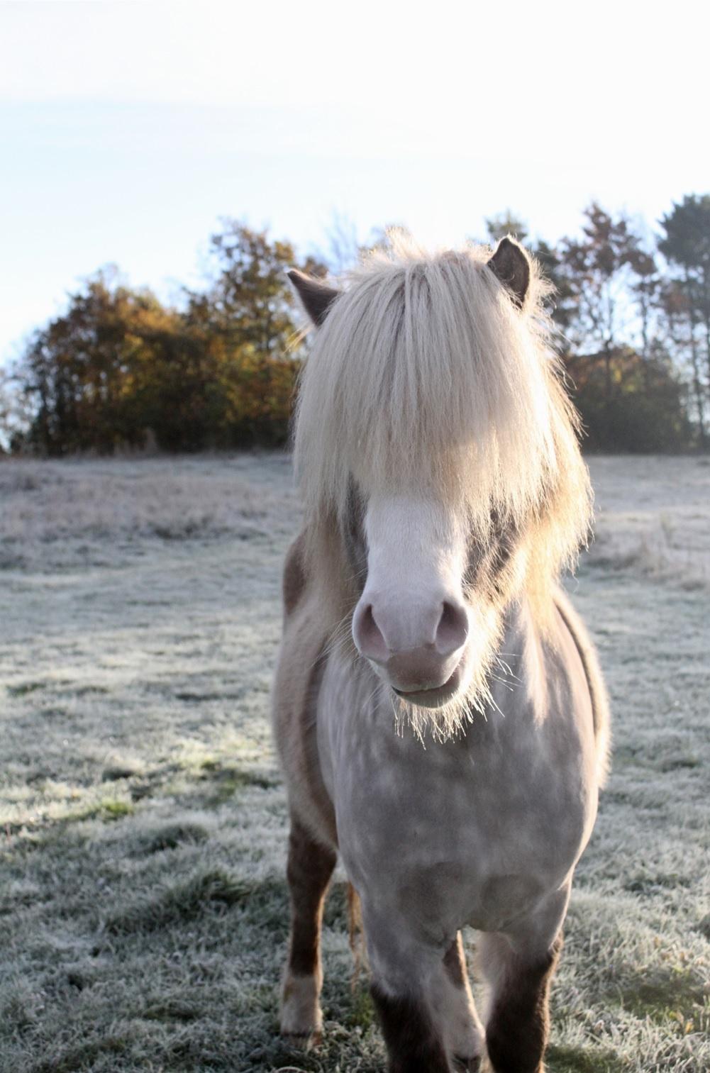 Islænder Glaður frá Skúmsstöðum billede 6