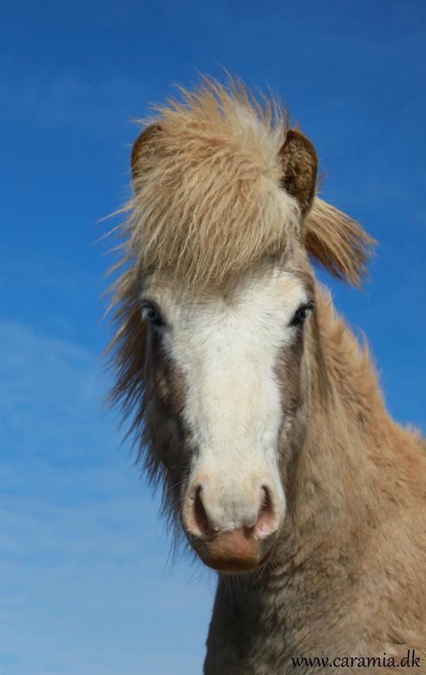 Islænder Glaður frá Skúmsstöðum billede 10