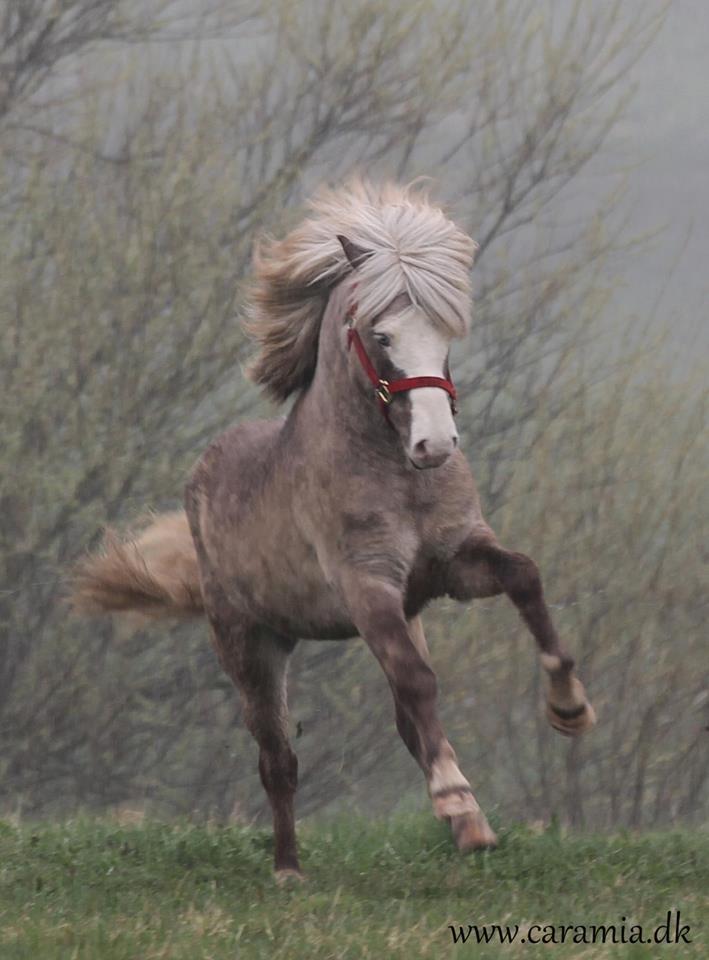 Islænder Glaður frá Skúmsstöðum billede 7