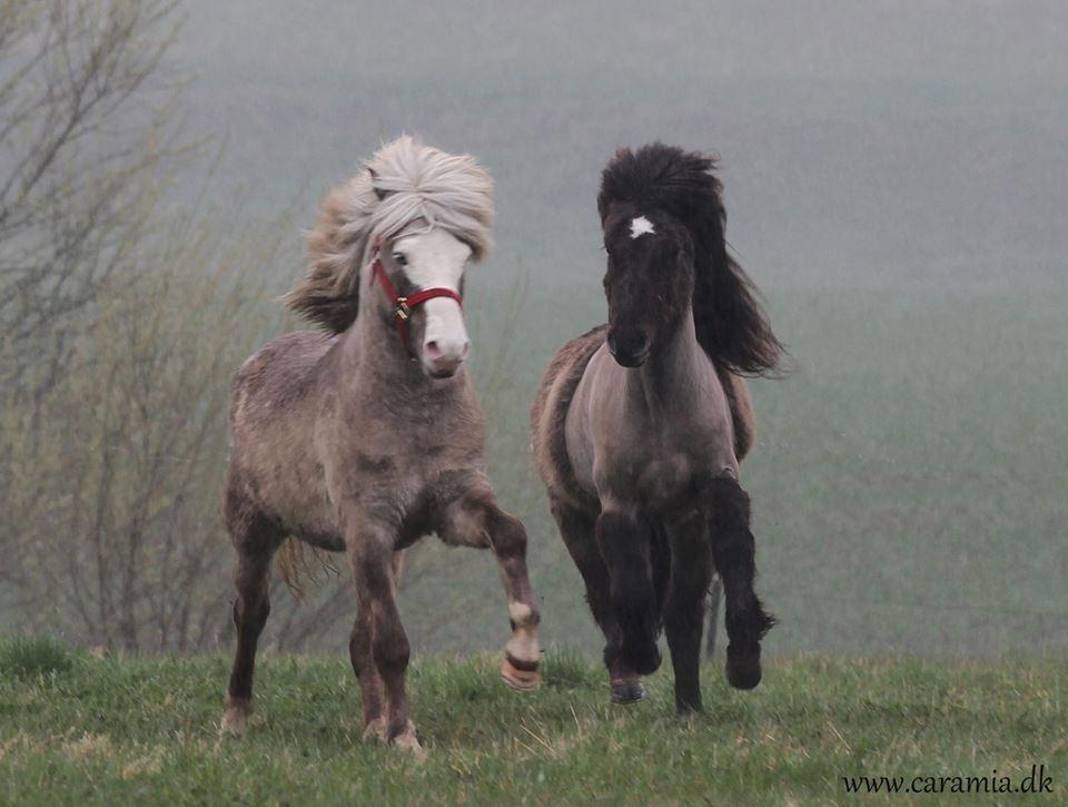 Islænder Glaður frá Skúmsstöðum billede 8