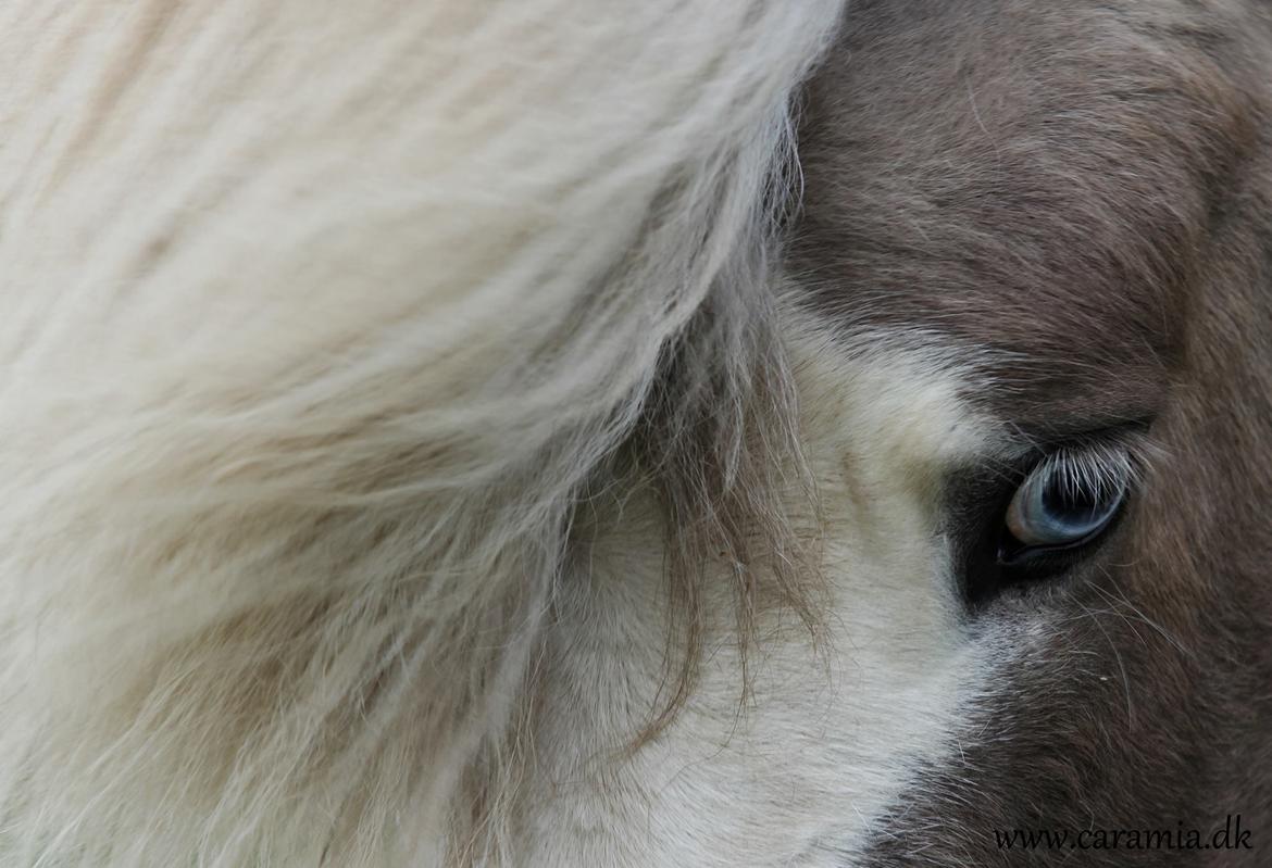 Islænder Glaður frá Skúmsstöðum billede 9