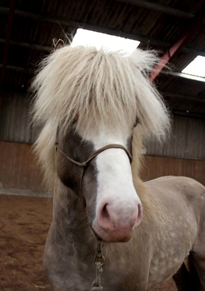 Islænder Glaður frá Skúmsstöðum billede 5