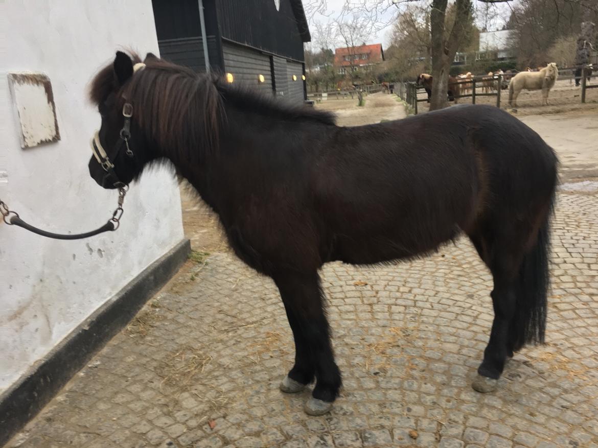 Islænder Kolka  fra Vinkærgård billede 16