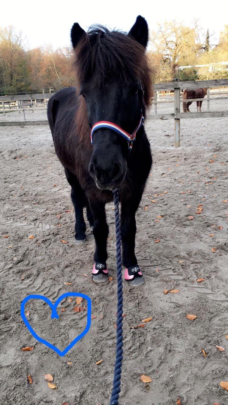 Islænder Kolka  fra Vinkærgård billede 15