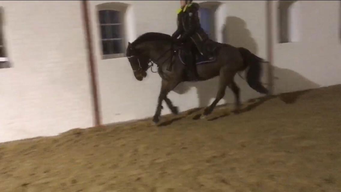 Anden særlig race Malou billede 12