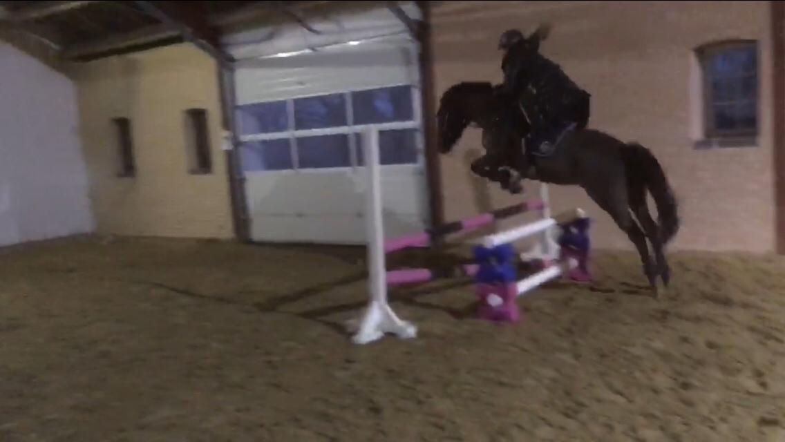 Anden særlig race Malou billede 11