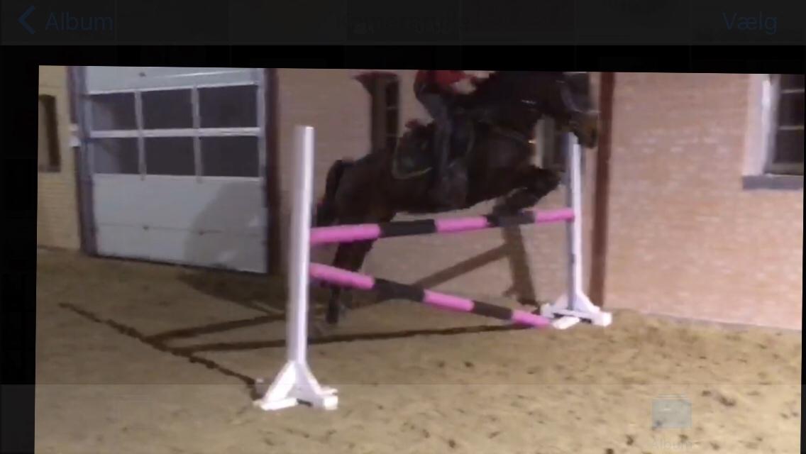 Anden særlig race Malou billede 13