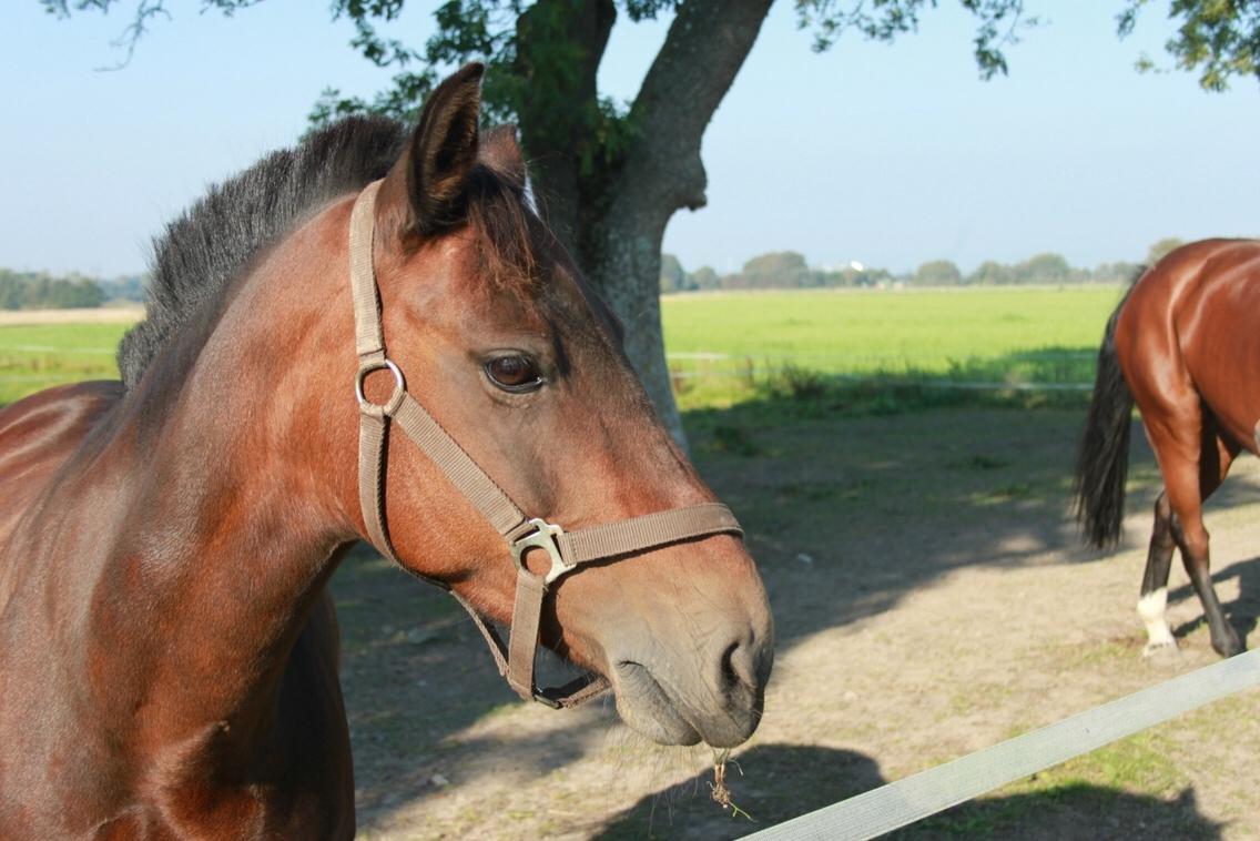 Anden særlig race Malou billede 15