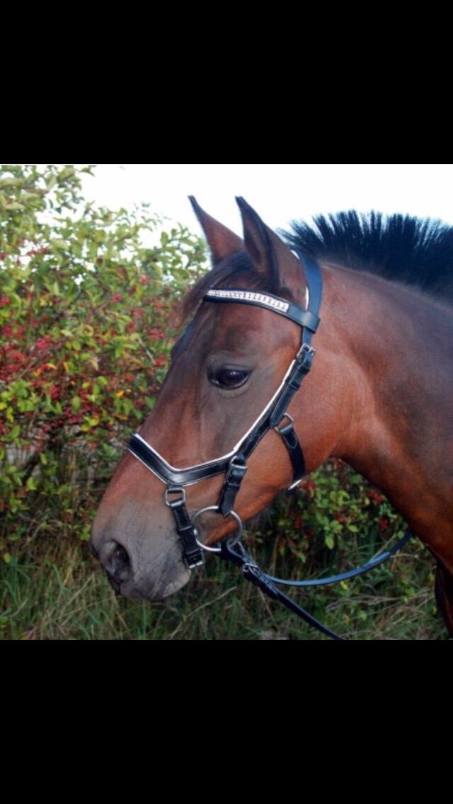 Anden særlig race Malou billede 16