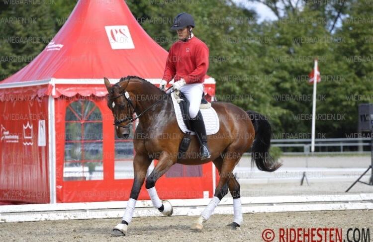 Dansk Varmblod Overgaards Victoria billede 15