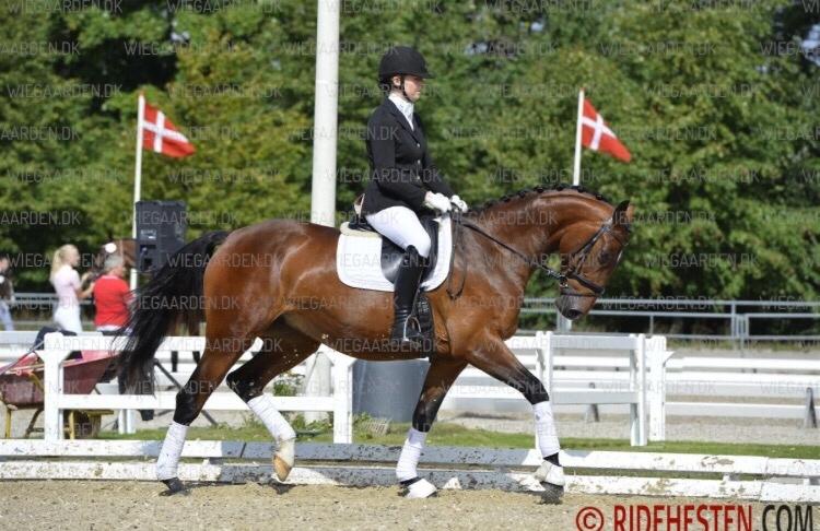 Dansk Varmblod Overgaards Victoria billede 16