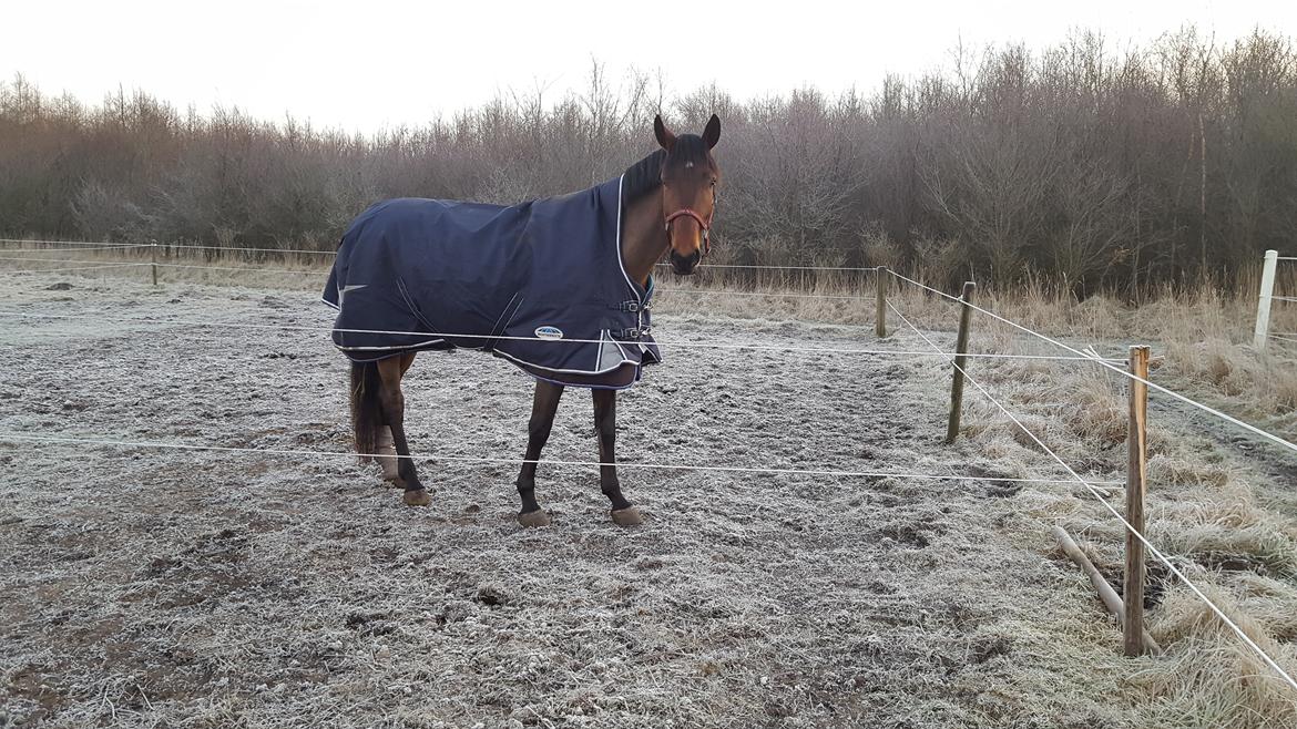 Dansk Varmblod Runehøjs Ziggie billede 7