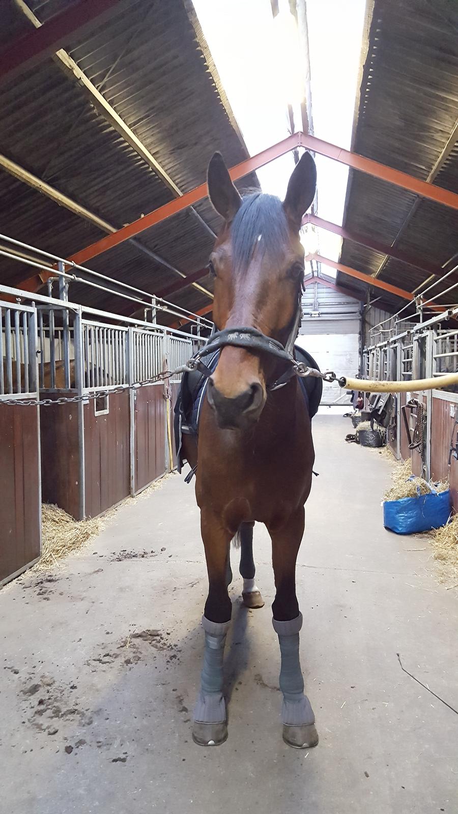 Dansk Varmblod Runehøjs Ziggie billede 1