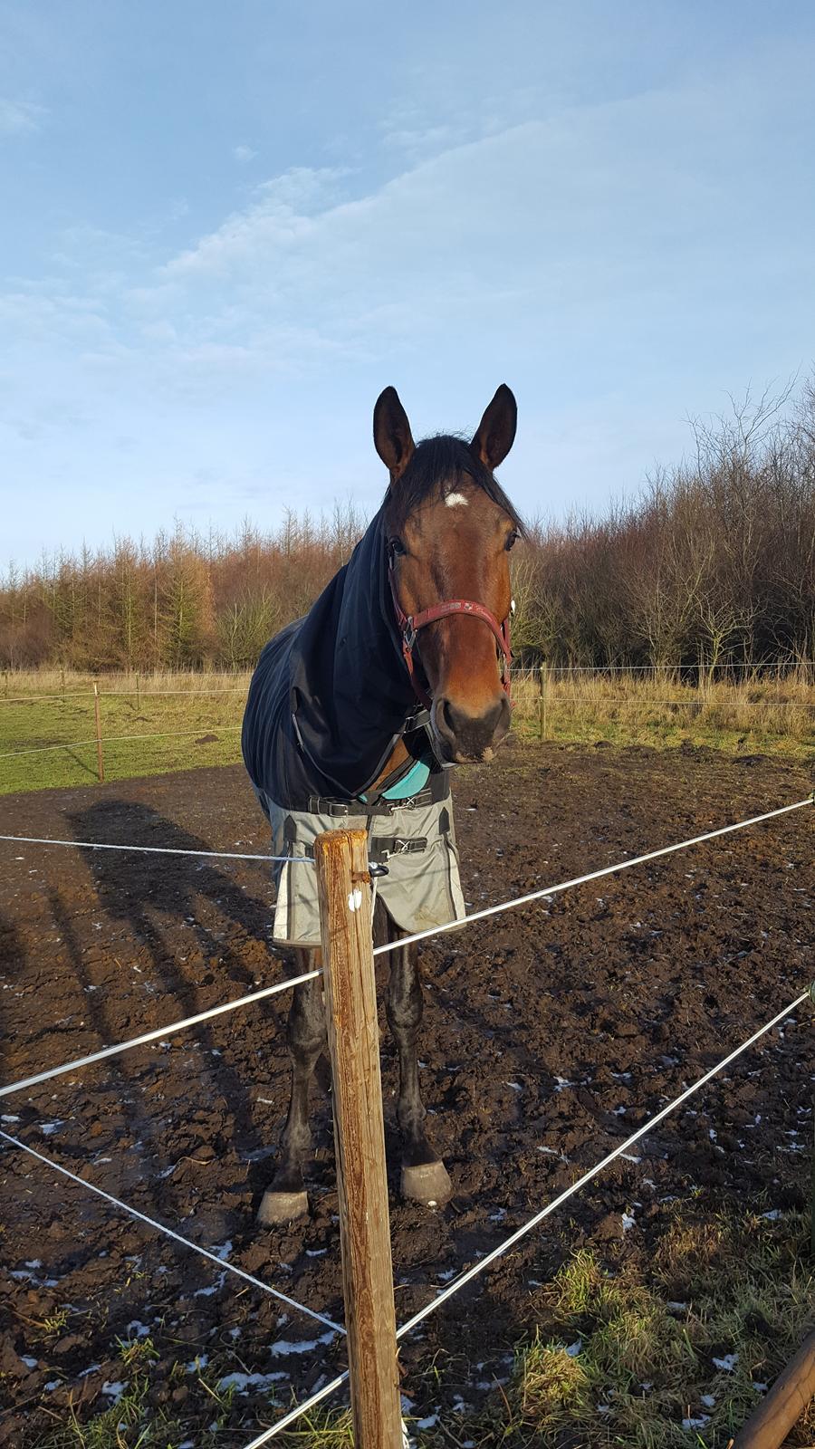 Dansk Varmblod Runehøjs Ziggie billede 4