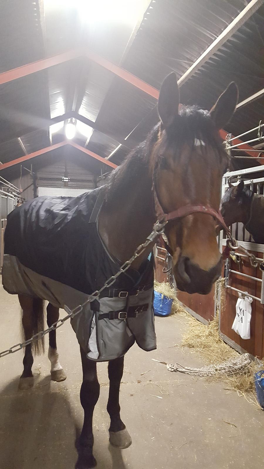 Dansk Varmblod Runehøjs Ziggie billede 2