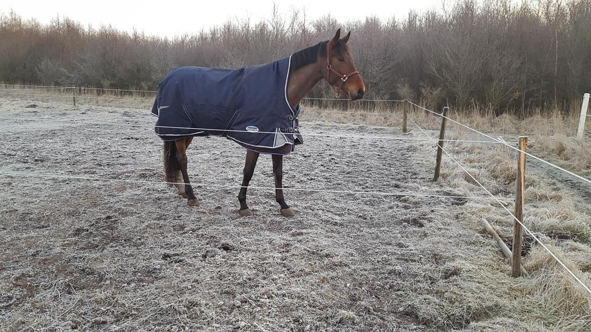 Dansk Varmblod Runehøjs Ziggie billede 5