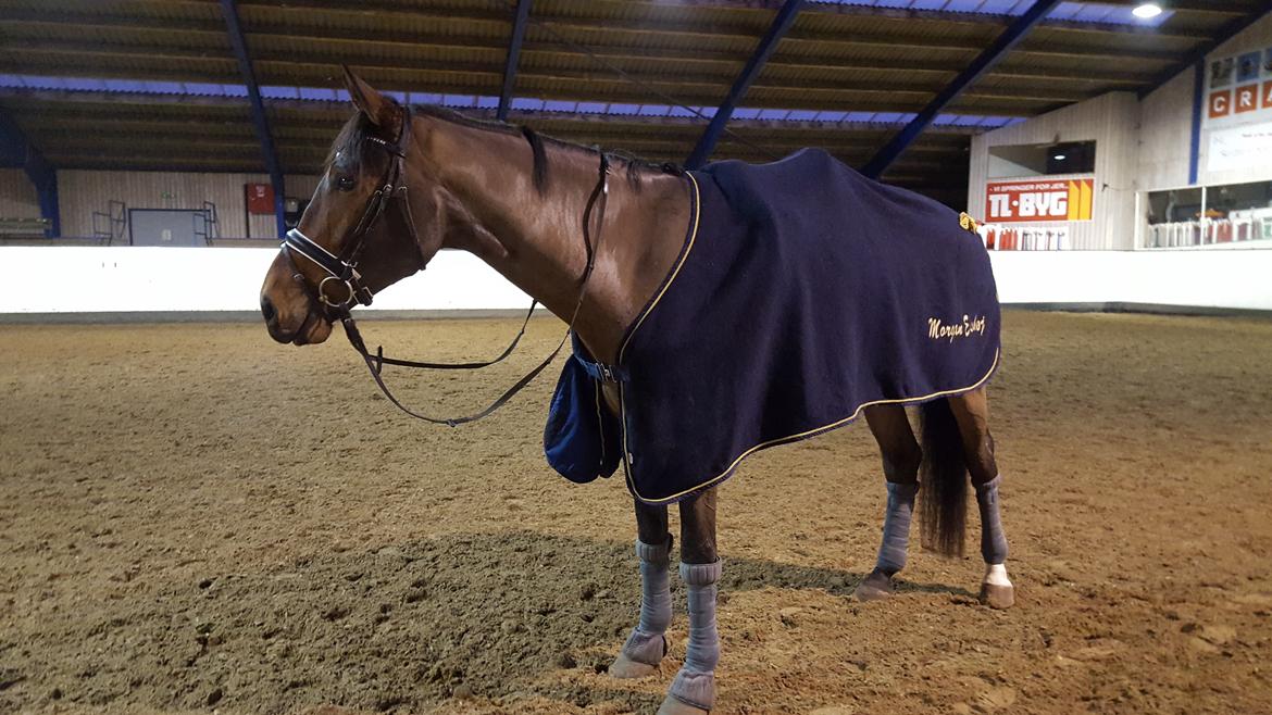 Dansk Varmblod Runehøjs Ziggie billede 3