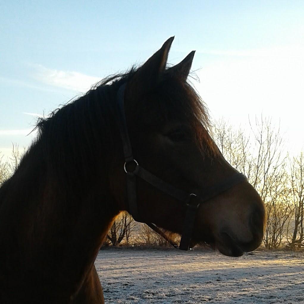 New Forest Kjeldalsgaards Juvel  billede 1